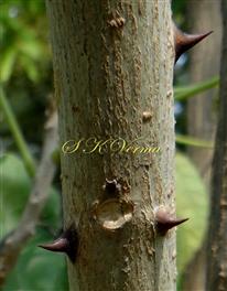  Stem prickles